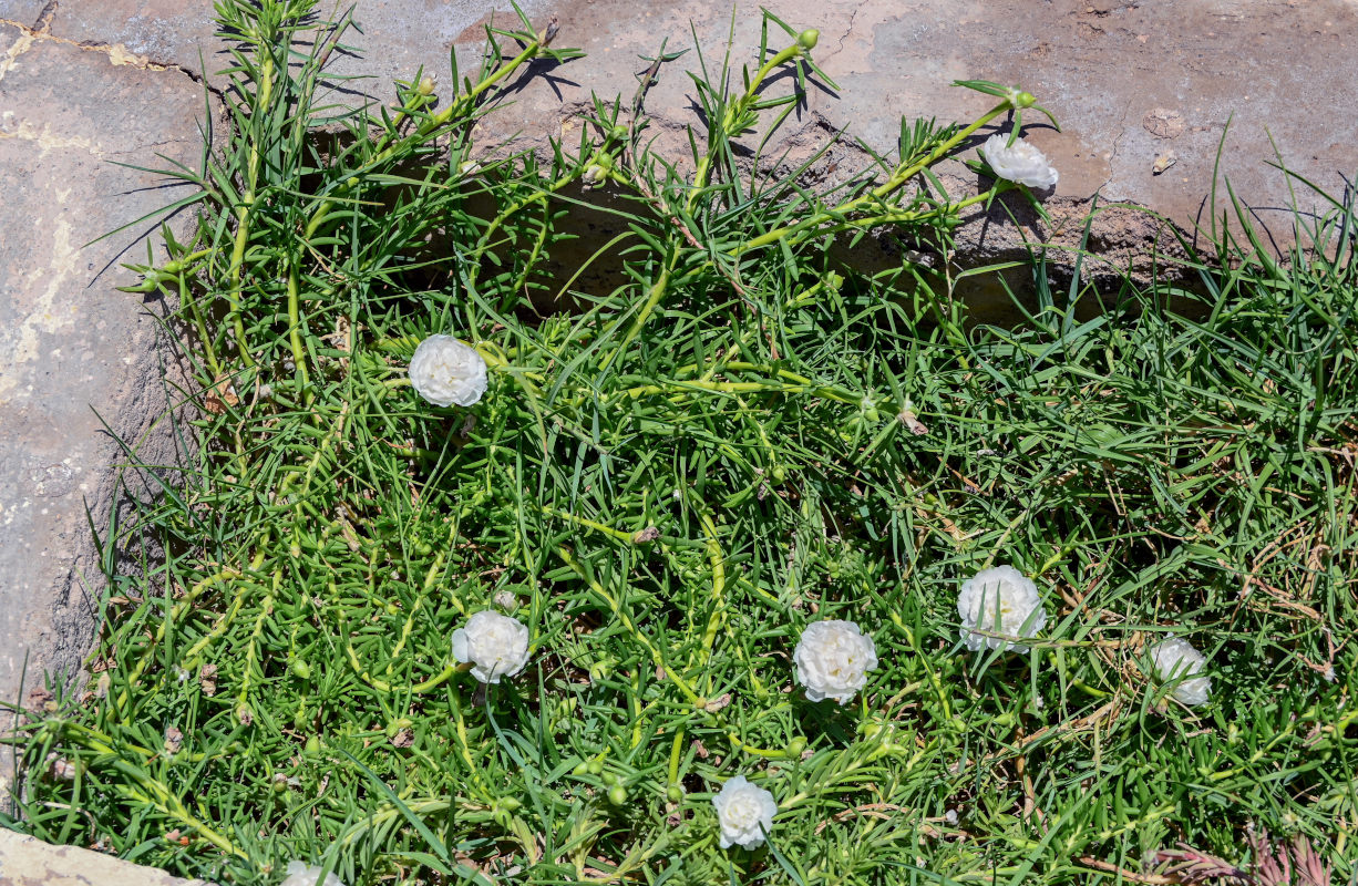 Image of Portulaca grandiflora specimen.