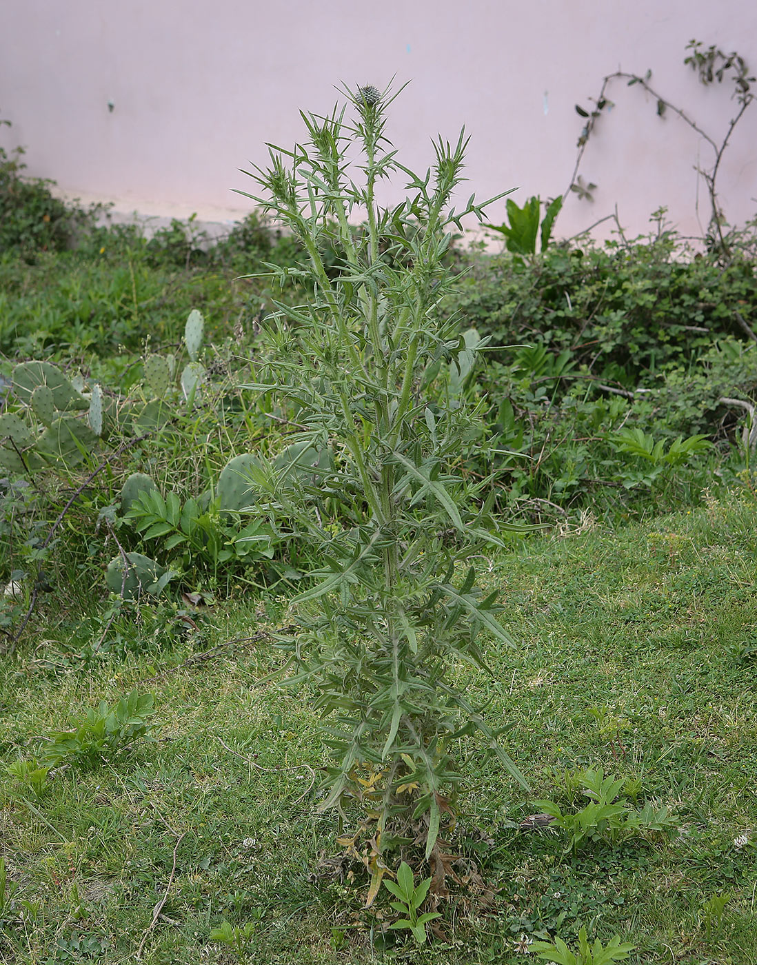 Image of Cirsium vulgare specimen.