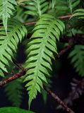 Woodwardia unigemmata