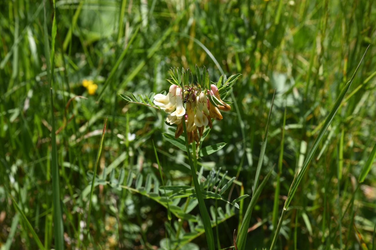 Image of Vicia abbreviata specimen.