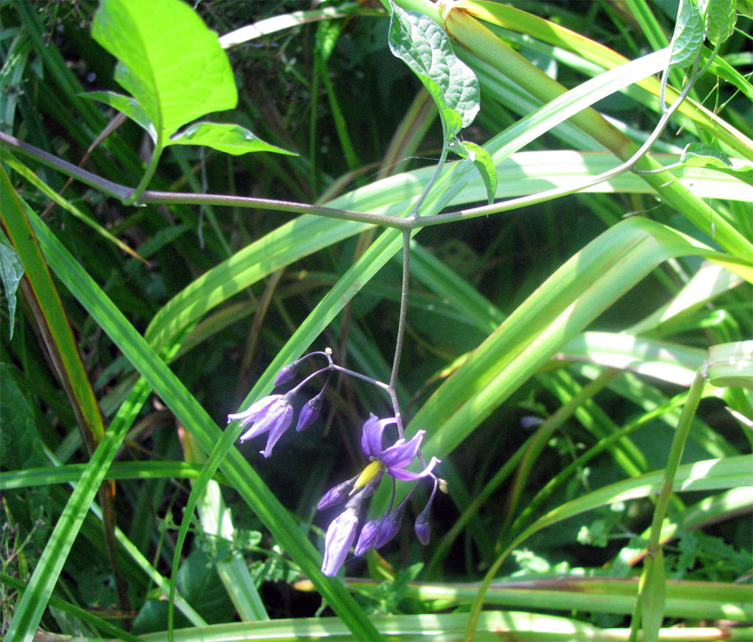 Изображение особи Solanum dulcamara.