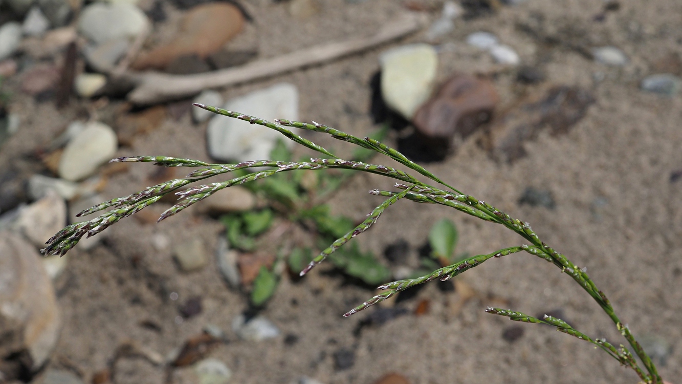 Image of Glyceria notata specimen.