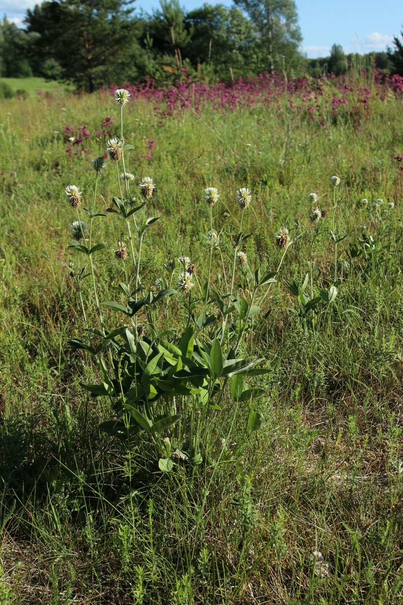 Image of Trifolium montanum specimen.