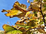 Tilia mandshurica