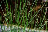 Juncus filiformis. Части побегов с соплодиями. Вологодская обл., Сокольский р-н, Оларевская гряда, заболоченный участок смешанного леса, у воды. 13.07.2024.