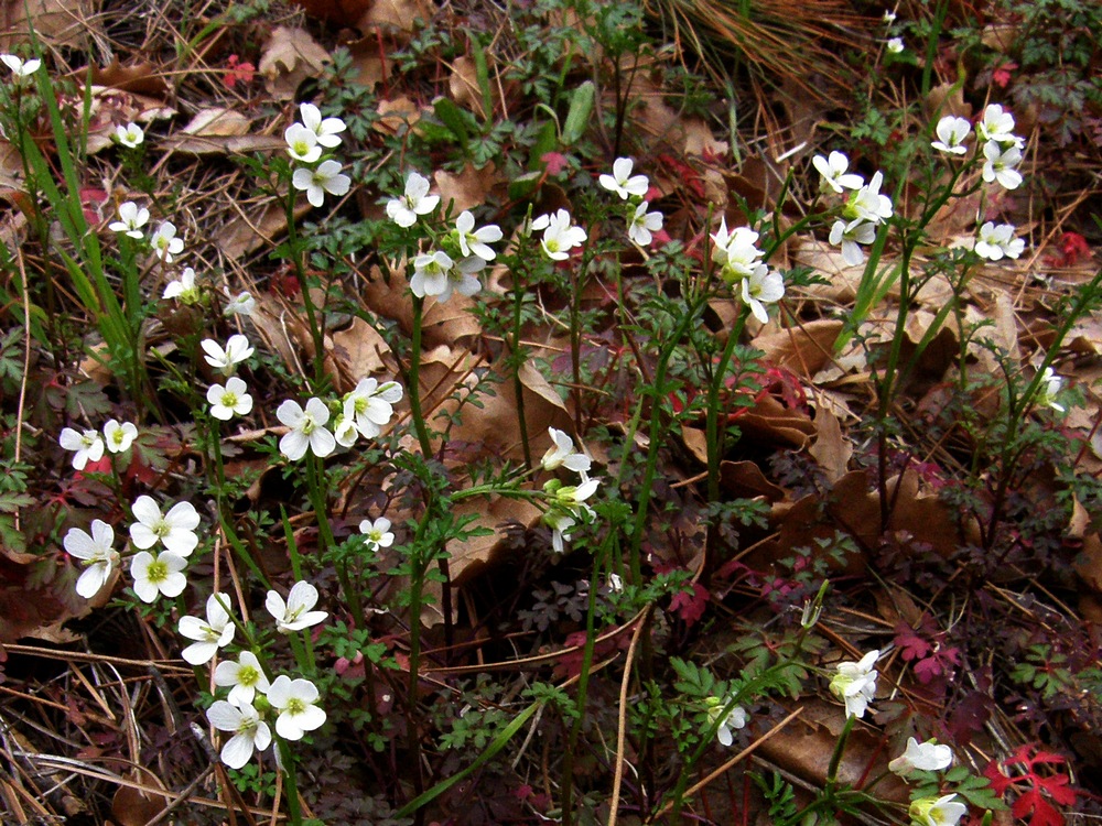 Image of Cardamine graeca specimen.