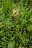 Pedicularis chroorrhyncha