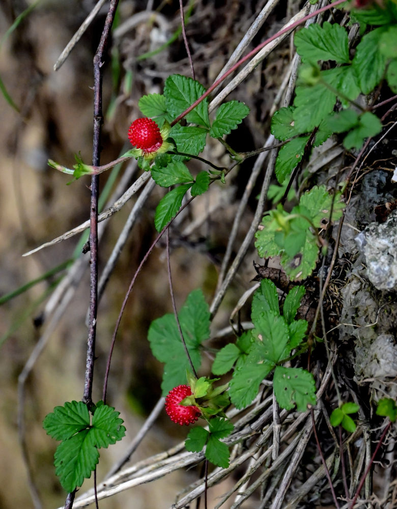 Изображение особи Duchesnea indica.