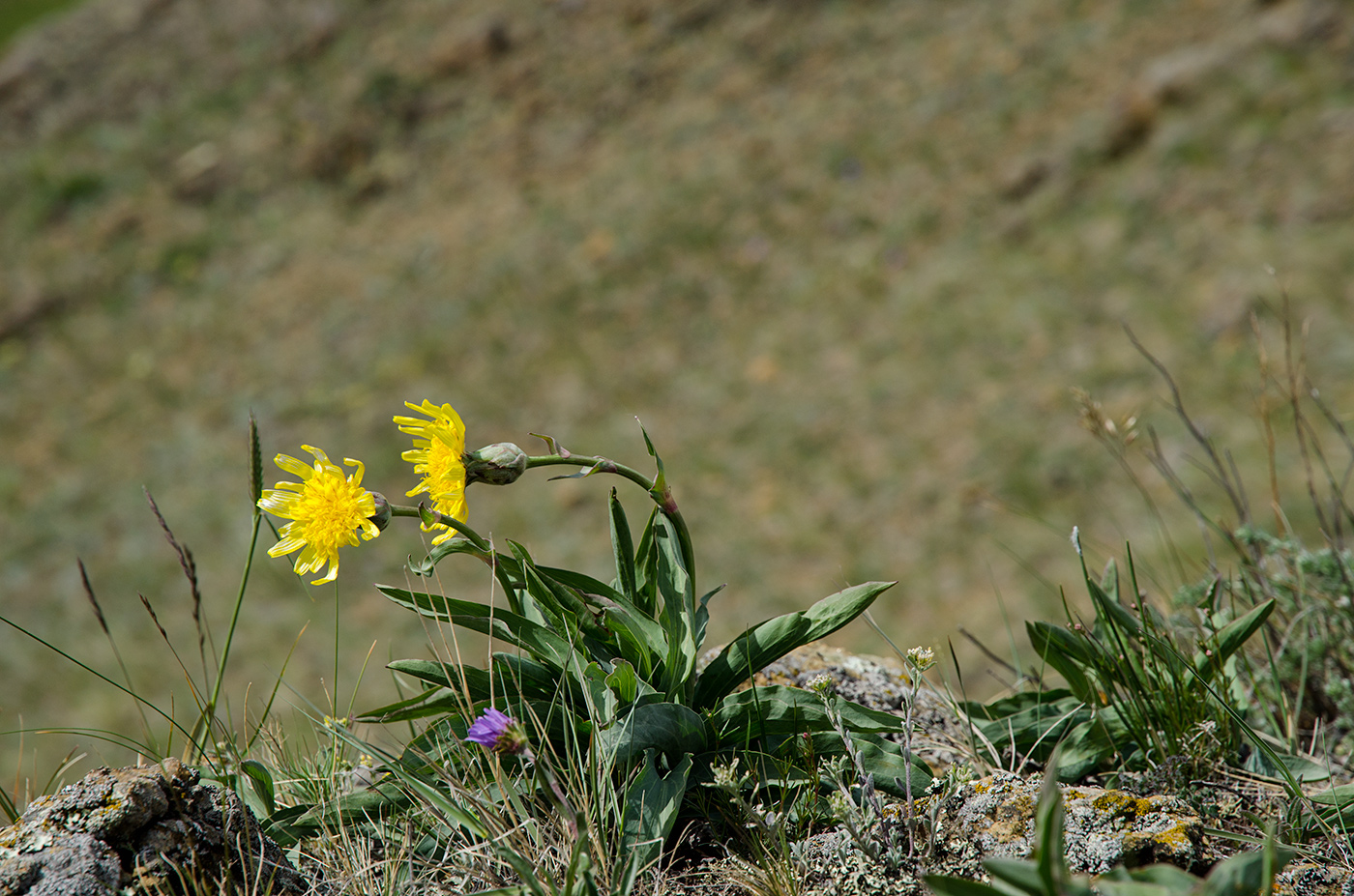 Image of Scorzonera austriaca specimen.