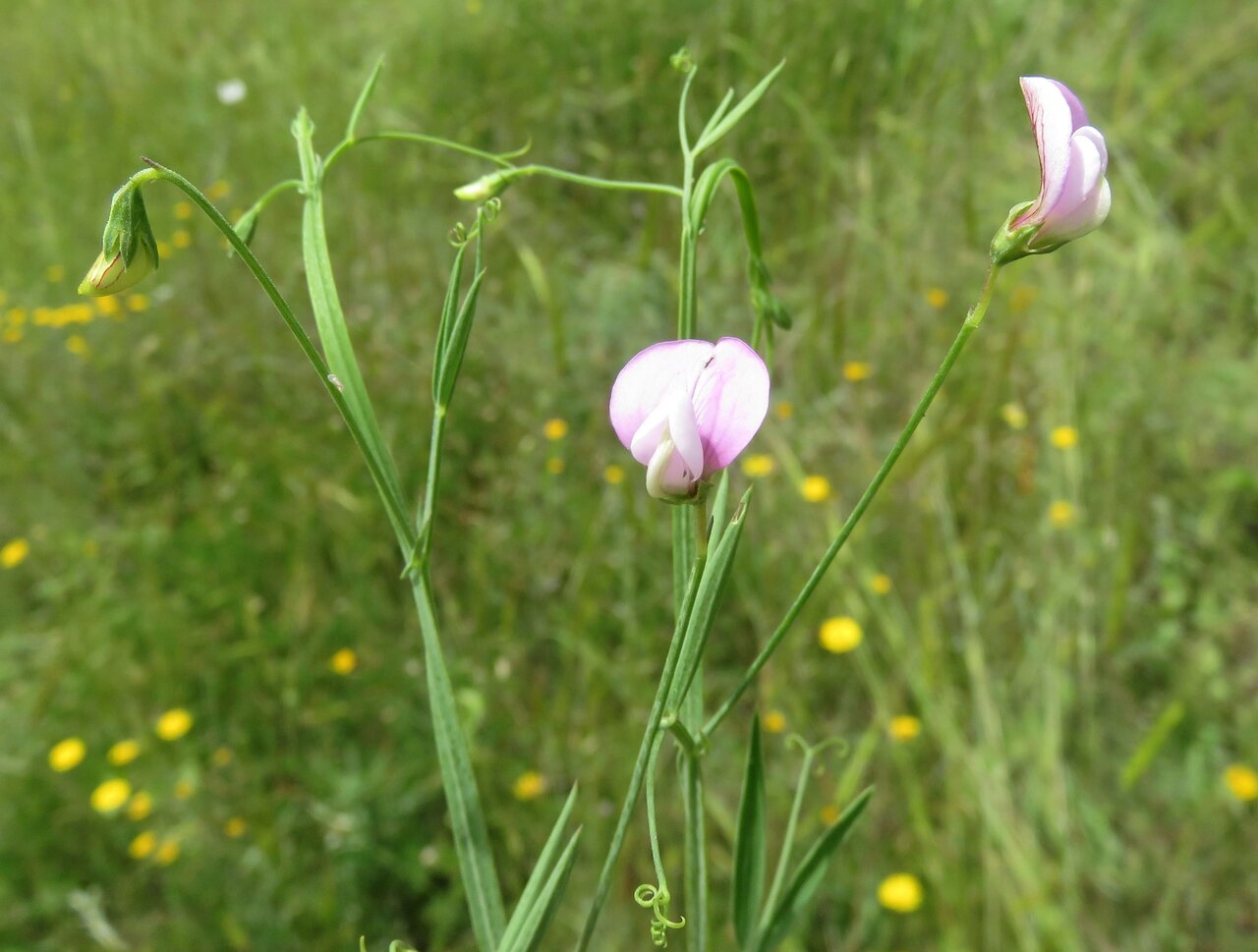 Image of Lathyrus cassius specimen.
