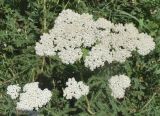 Achillea millefolium