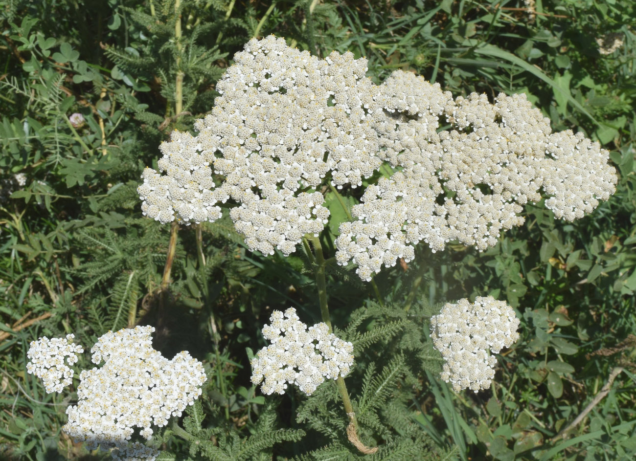 Image of Achillea millefolium specimen.