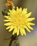 Sonchus tenerrimus
