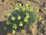 Onosma polyphylla