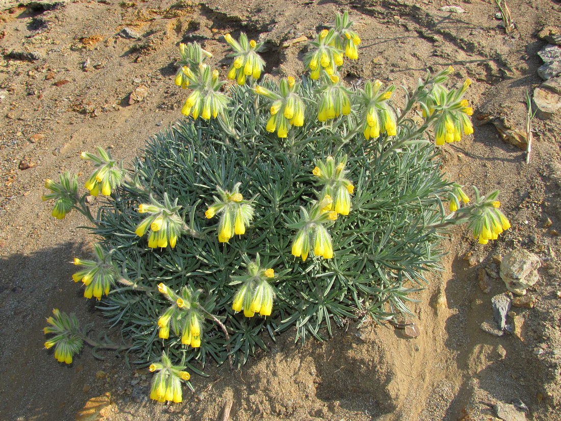 Изображение особи Onosma polyphylla.