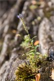 Veronica longifolia. Отцветающее и плодоносящее растение. Ленинградская обл., Приозерский р-н, Ладожское оз., зал. Лехмалахти, о. Малый Чёрный, замшелая скала. 09.09.2024.