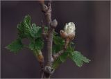 Ribes rubrum