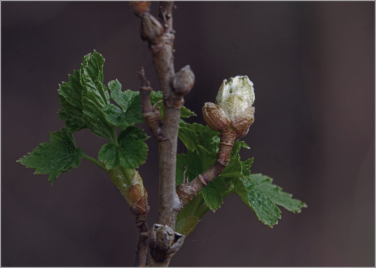 Изображение особи Ribes rubrum.