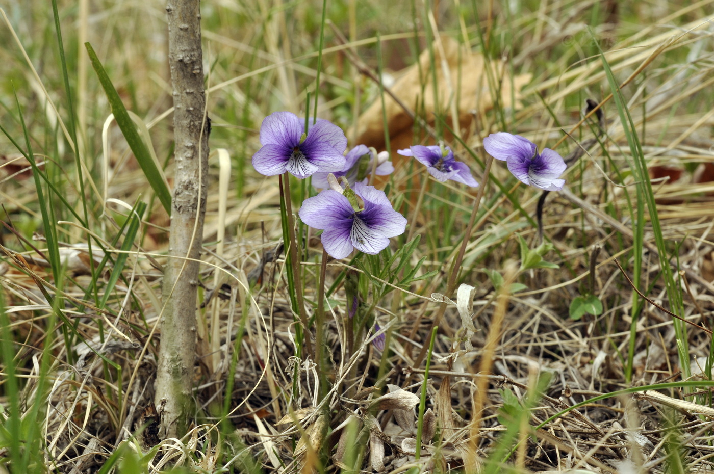 Изображение особи Viola dissecta.
