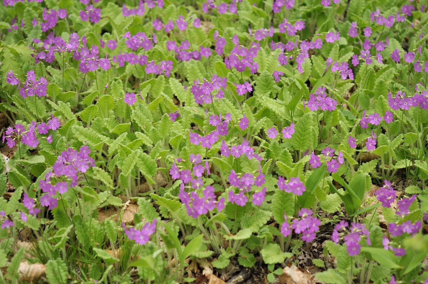 Image of Primula patens specimen.