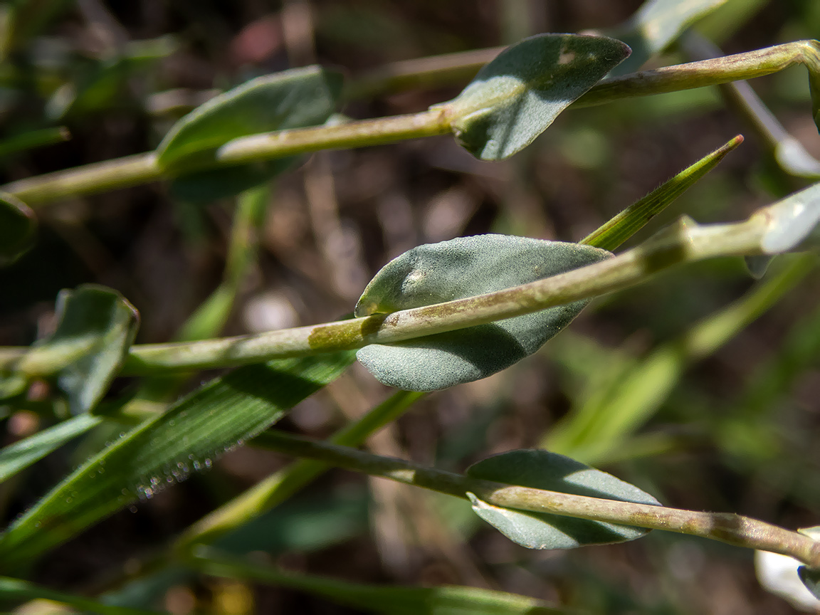 Изображение особи Noccaea macrantha.
