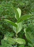 род Veratrum
