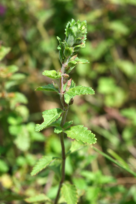 Image of Teucrium chamaedrys specimen.