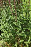 genus Salvia
