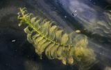 Potamogeton perfoliatus