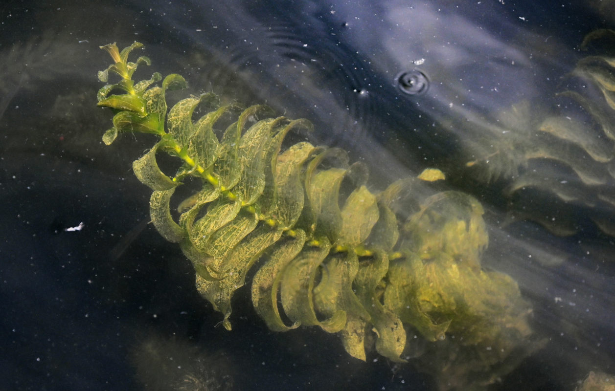 Изображение особи Potamogeton perfoliatus.