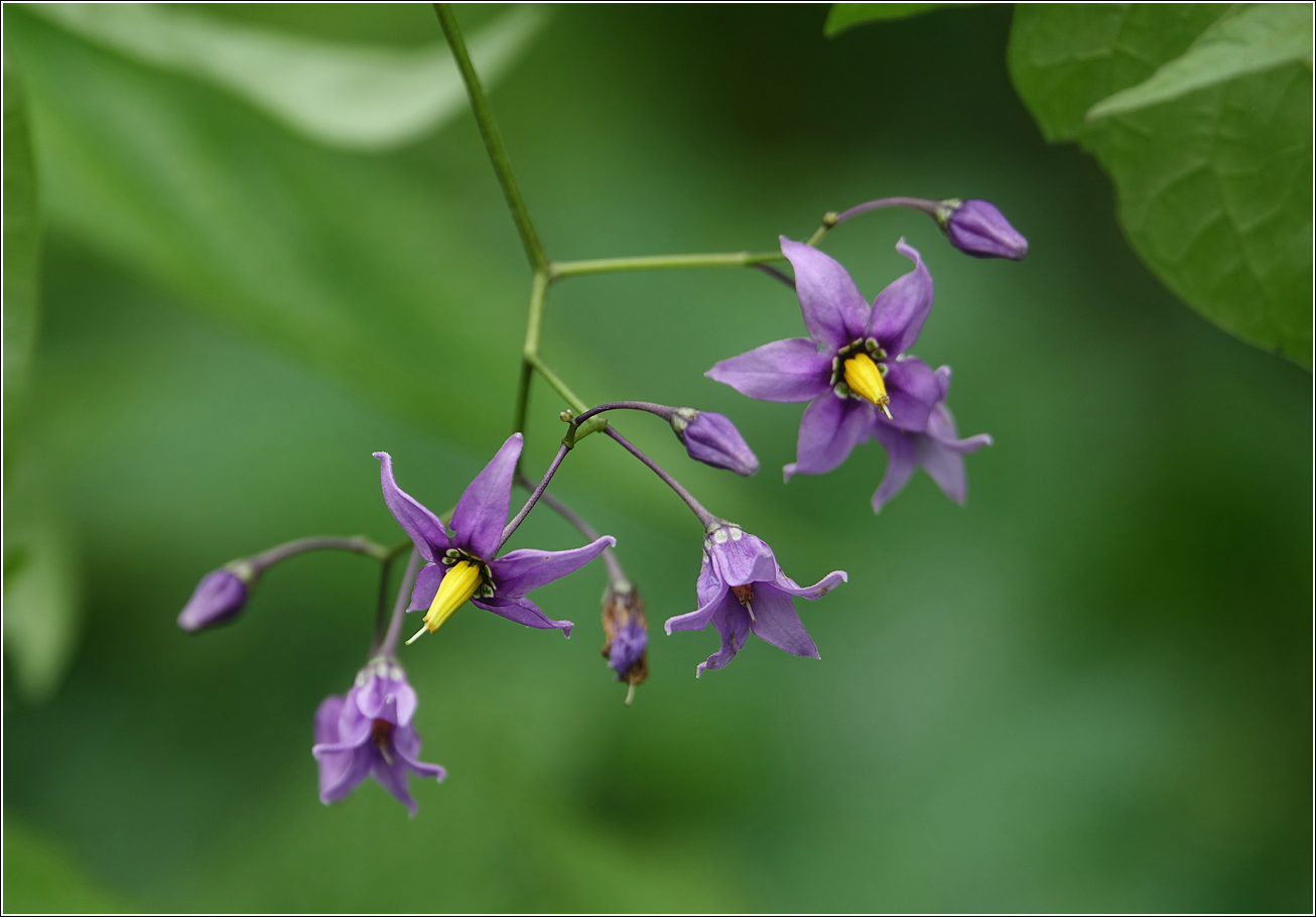 Изображение особи Solanum dulcamara.