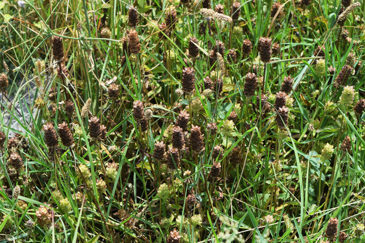 Image of Prunella vulgaris specimen.