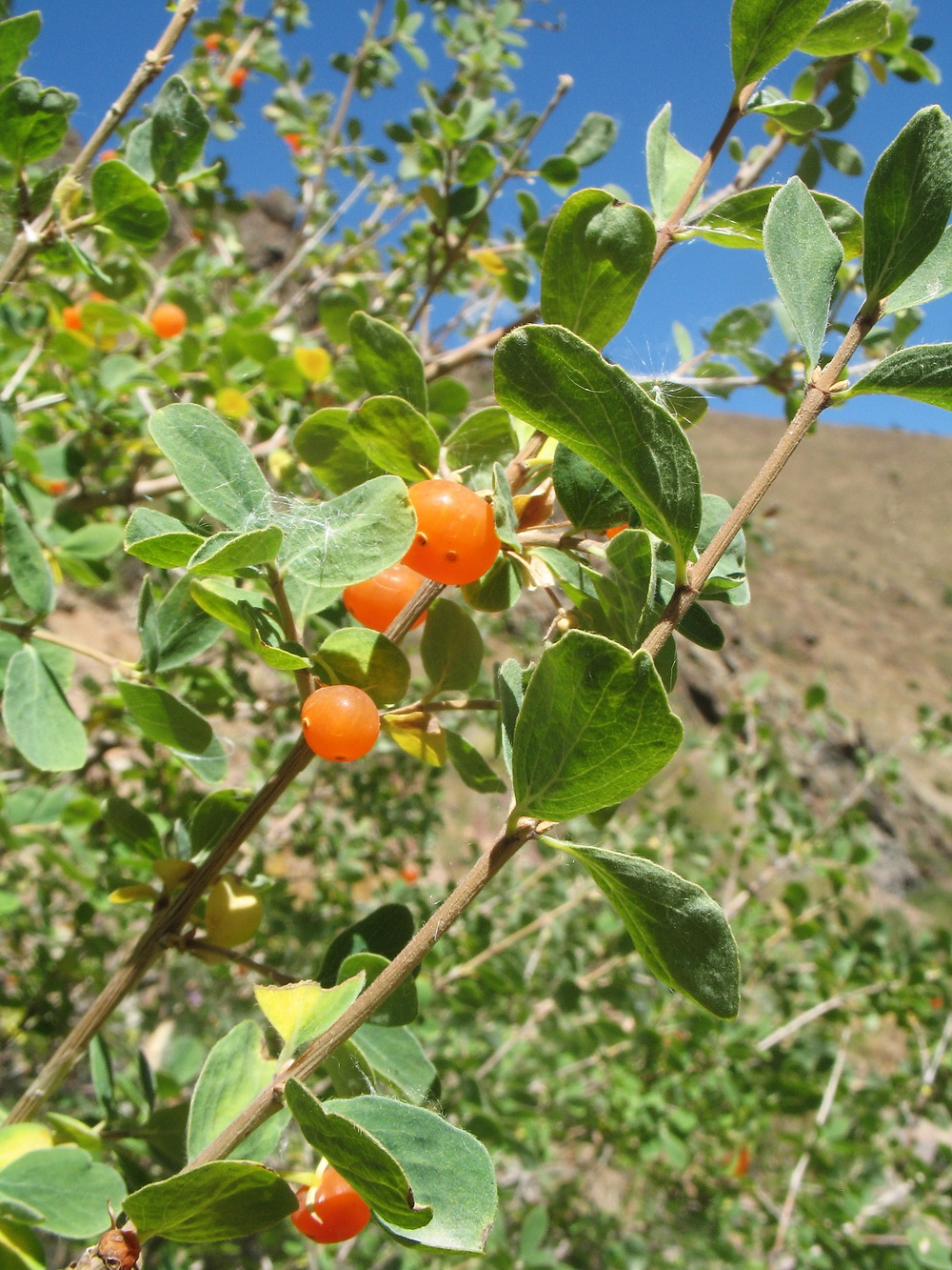 Изображение особи Lonicera microphylla.