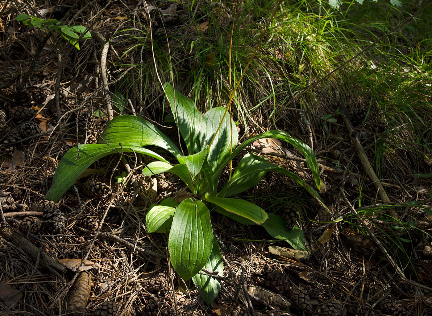 Изображение особи Plantago lanceolata.