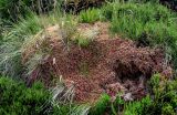 род Sphagnum. Вегетирующие растения в сообществе с Calluna и злаками. Португалия, Азорские о-ва, о-в Сан-Мигел, окр. оз. Лагоа-ду-Фогу, ≈ 1000 м н.у.м., опушка хвойного леса. 14.08.2025.
