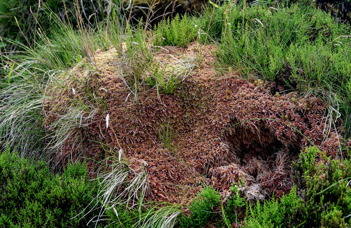 Изображение особи род Sphagnum.