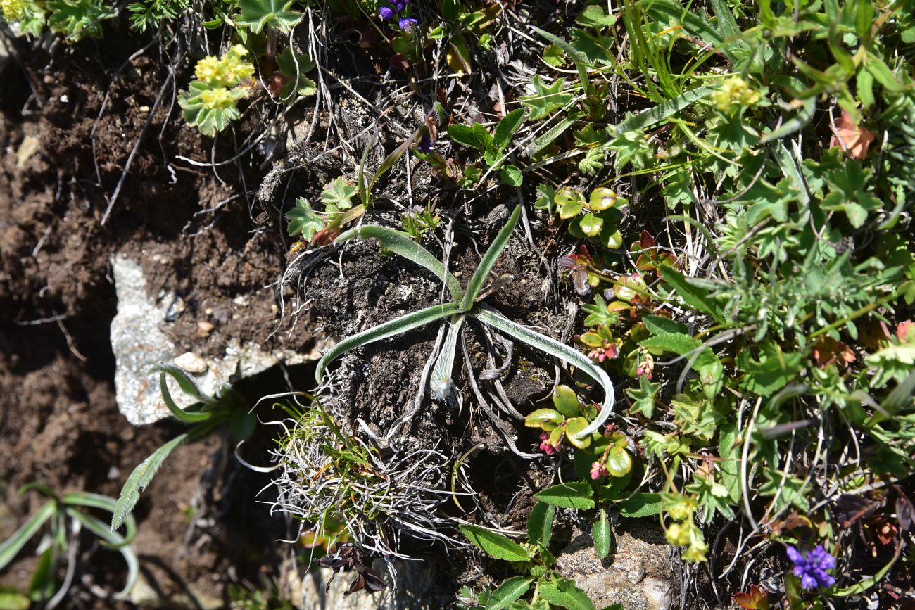 Изображение особи Plantago atrata.
