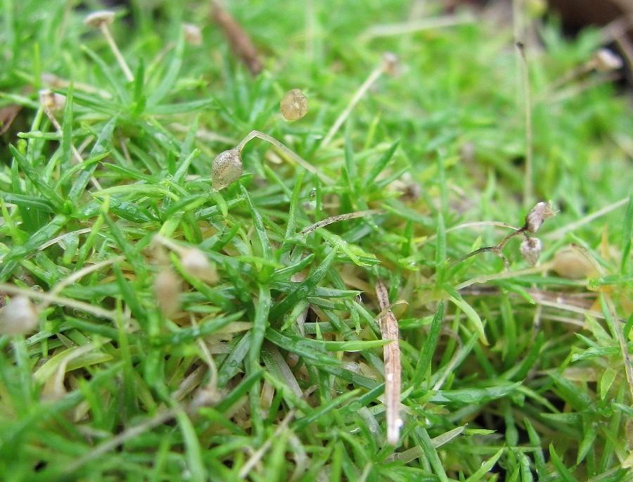 Изображение особи Sagina procumbens.