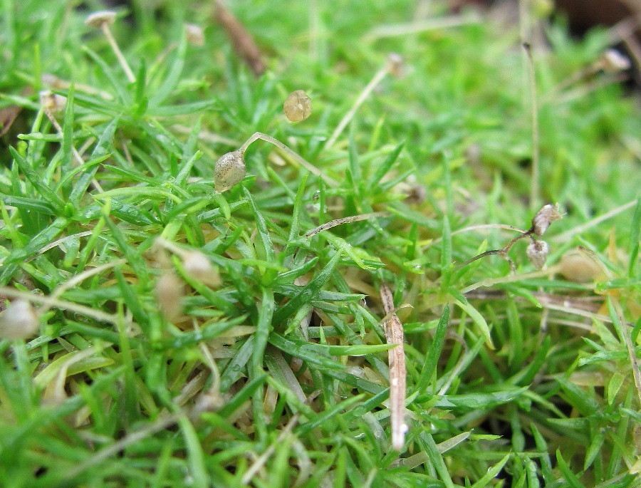 Image of Sagina procumbens specimen.