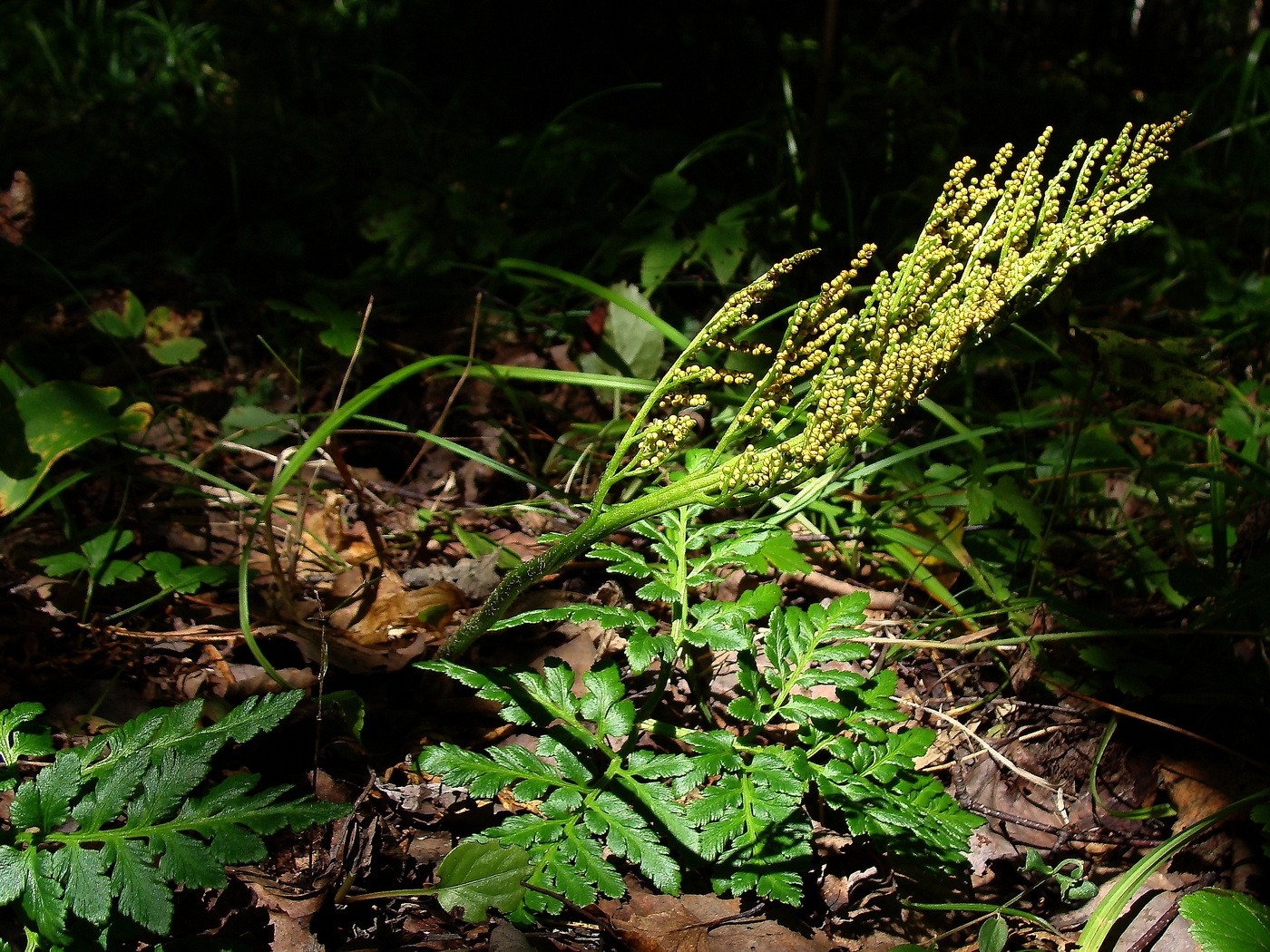 Изображение особи Botrychium robustum.