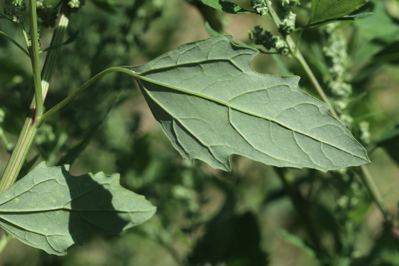 Image of Chenopodium album specimen.