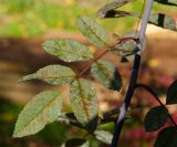 genus Rosa. Часть побега с листом в росе. Пермский край, Добрянский р-н, Краснослудское сельское поселение, окр. дер. Бобки, дол. р. Осиновки, склон задернованной береговой террасы. 15 сентября 2024 г.