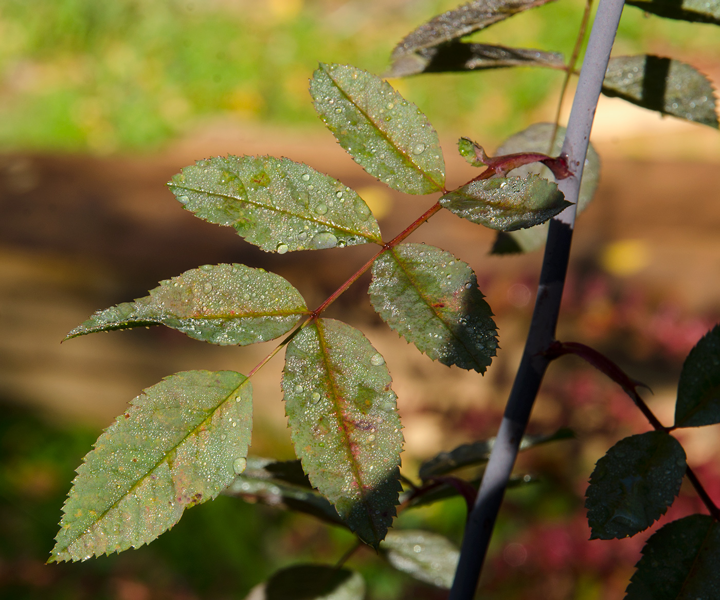 Image of genus Rosa specimen.
