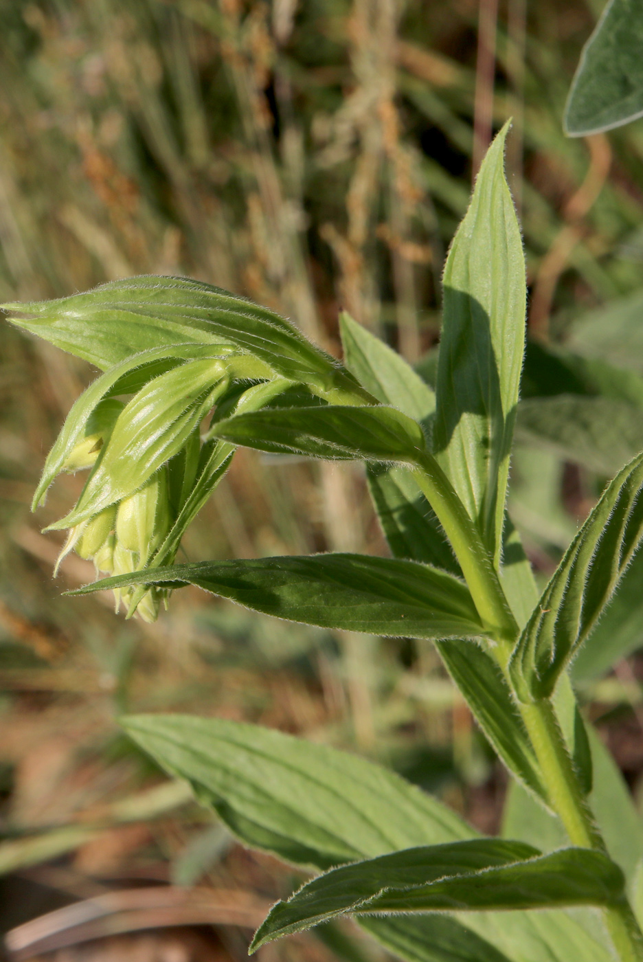 Image of Digitalis grandiflora specimen.