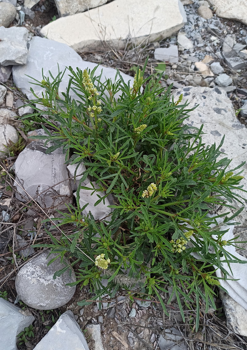 Image of Reseda lutea specimen.