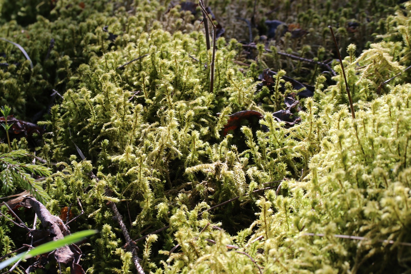 Изображение особи Rhytidiadelphus triquetrus.