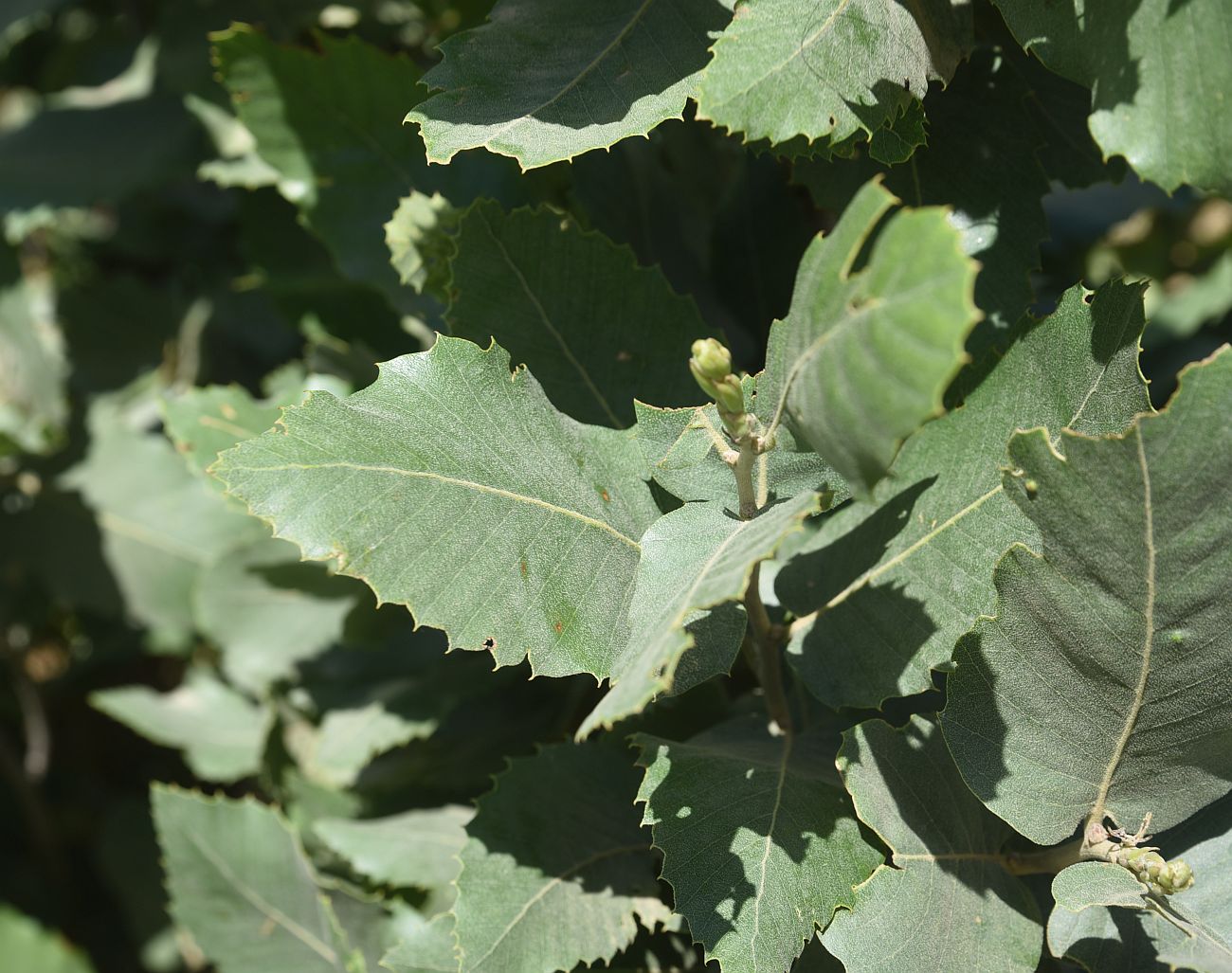 Image of genus Quercus specimen.