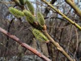 Salix viminalis. Ветвь с женскими серёжками. Алтай, Шебалинский р-н, с. Камлак. 21.04.2011.