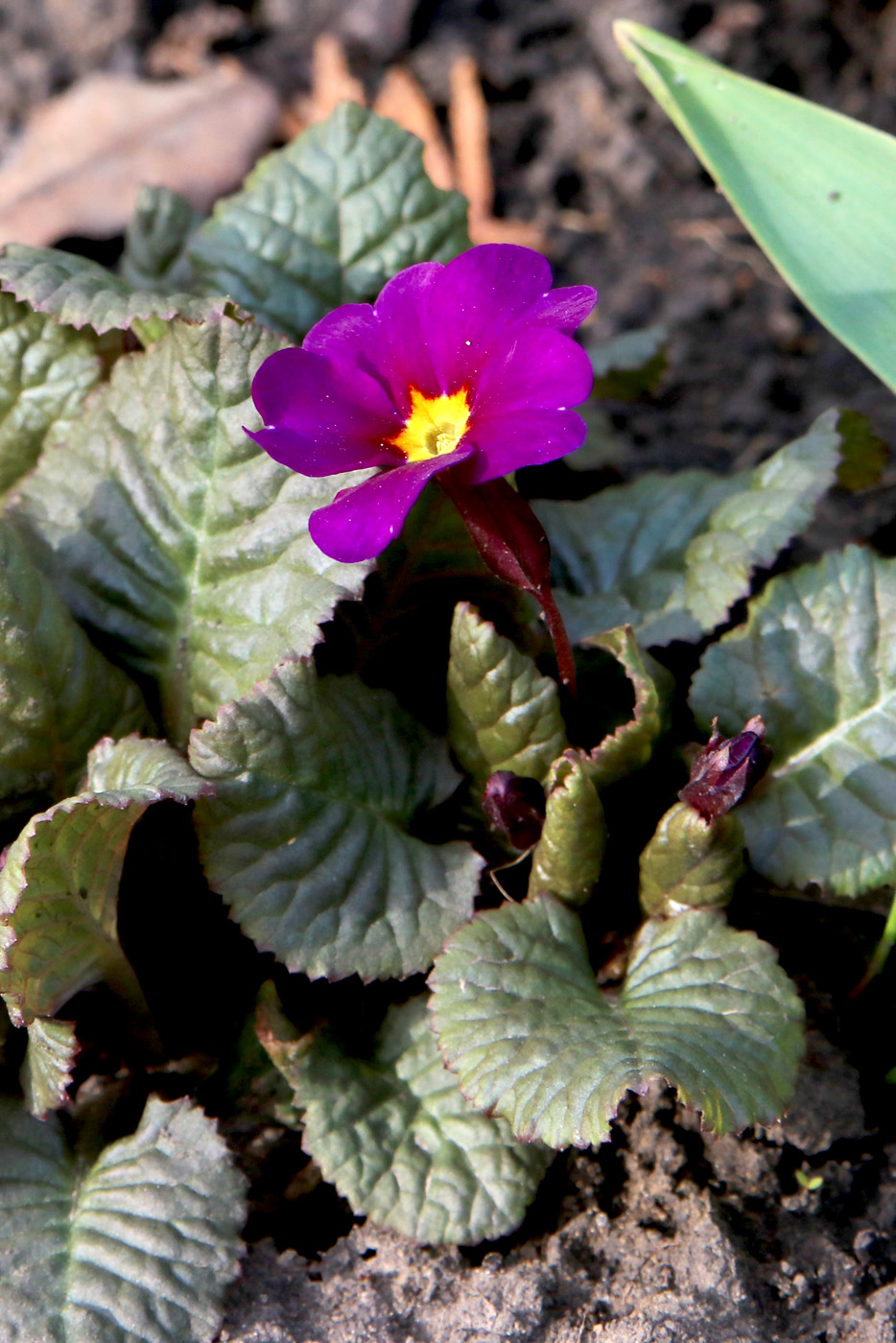 Image of Primula &times; polyantha specimen.
