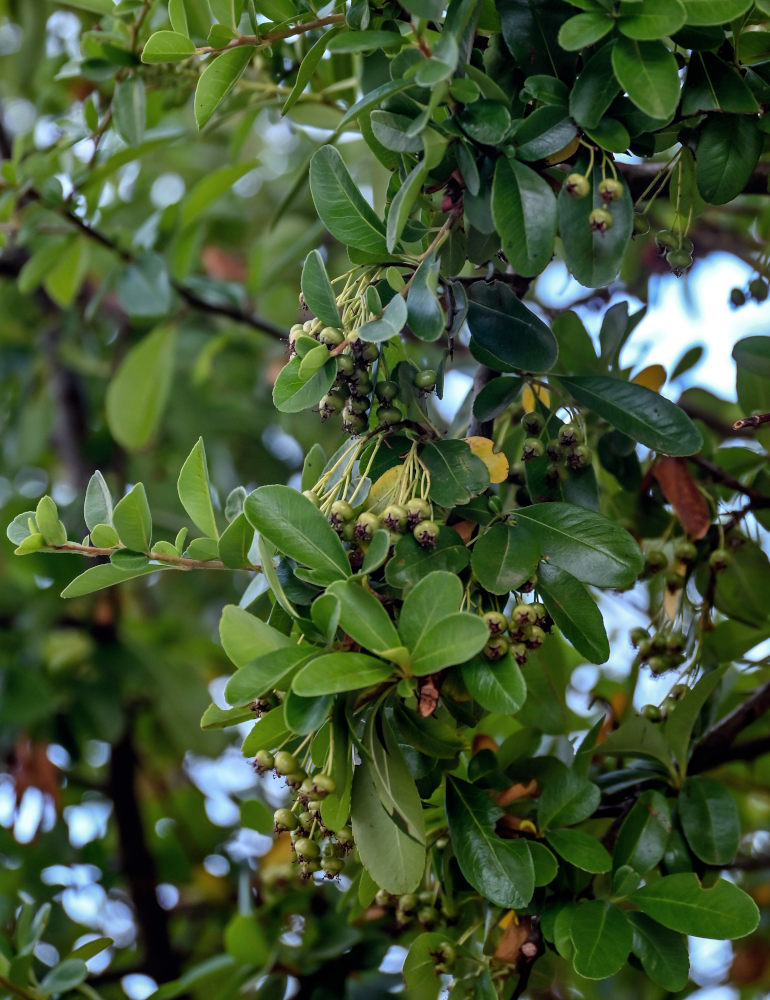 Изображение особи Pyracantha coccinea.